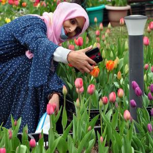 PHOTOS: A walk amid J-K's Tulip Garden