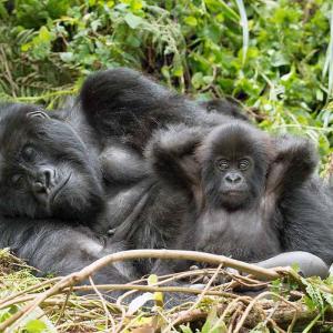 2 gorillas at US zoo test positive for COVID-19