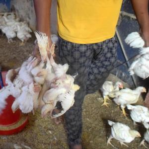 Delhi civic bodies lift ban on sale of chicken meat