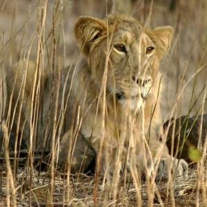 4 lions at TN zoo infected by Covid Delta variants