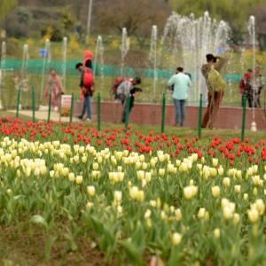 PHOTOS: Asia's largest tulip garden in Kashmir opens