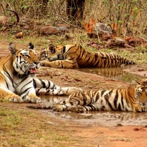 Ken-Betwa project: 'Tiger population won't survive'