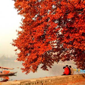 Nature Paints Kashmir In Vermilion