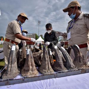 Why is Assam burning Rhino Horns?