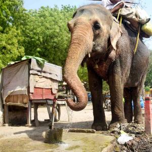 Yeh Hai India: Elephants Get Thirsty Too