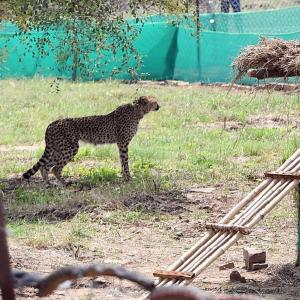 Why arrival of 12 more cheetahs to India being delayed