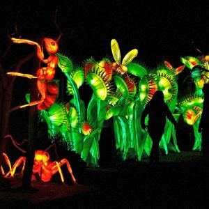 Giant Bugs Light Up Belgium Zoo