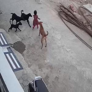 SEE: Minor girl bitten, dragged by stray dogs in MP