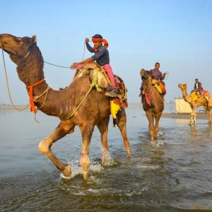 Yeh Hai India: What are Camels Doing in the Ganga?