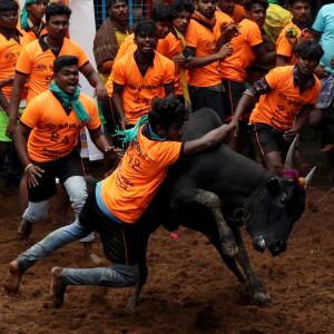 TN nod to Jallikattu with Covid safety norms in place