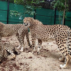 Cheetahs to make a comeback in India in August