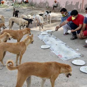 SC lifts stay on Delhi HC order on feeding stray dogs