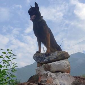 JK: Army dog fought terrorists after being shot twice