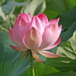 Lotus Blooms In Dal Lake
