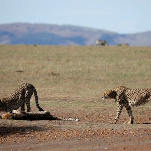 Modi to release 8 Namibian cheetahs on Sep 17