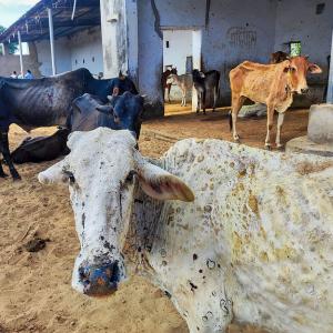 Safe to drink milk from LSD-infected cattle: Official