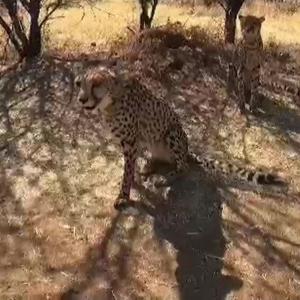 SEE: First look of India's new Cheetahs