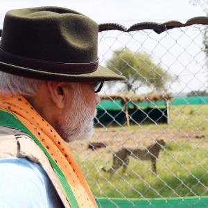 No serious efforts made to reintroduce cheetahs: PM