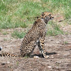 'Risky operation': South Africa on death of 2 cheetahs