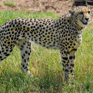 The Great Cheetah Tamasha