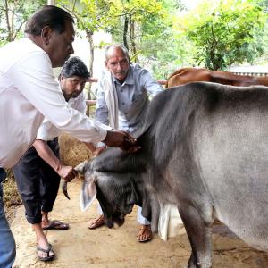Lumpy disease: UP bans cattle trade with 4 states