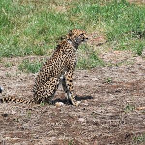After 2 deaths, MP seeks another site for cheetahs