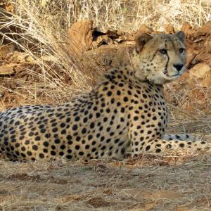 This is how cheetahs could survive in Kuno