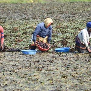 K'taka minister's shocker: Farmers wish for drought
