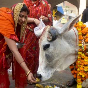 No 'cow hug day' on Feb 14, says animal welfare board