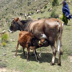 Ban on slaughter of cow progeny: SC refuses to...