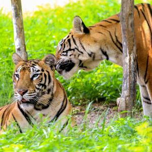 India has 3682 tigers, home to 75% of global numbers