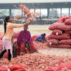 Angry Maharashtra farmer burns onion crop