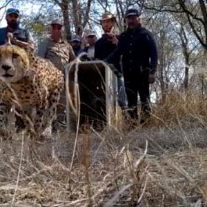 2 cheetahs released into wild at Kuno National Park