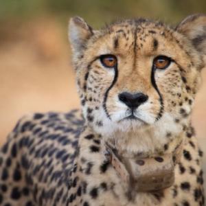 Namibian cheetah dies of kidney ailment in Kuno park