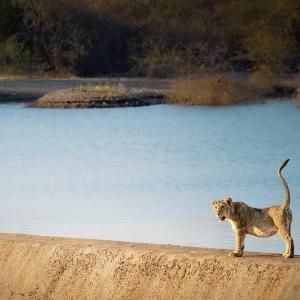 May not transfer Gir lions to Kuno park, govt tells SC