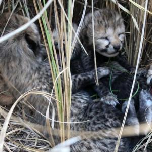 Cheetah from Namibia gives birth to 4 cubs in Kuno
