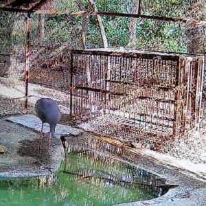 Akhilesh visits UP zoo with sarus' friend Arif, but...
