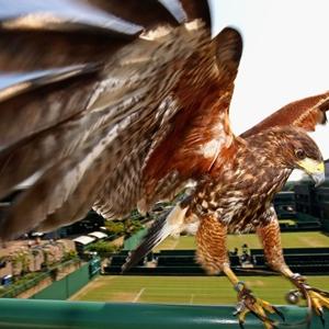 Rufus the hawk clears Wimbledon