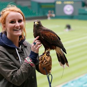 Avian star 'Rufus' patrols the skies during Wimbledon