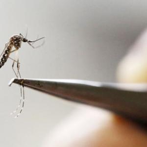 Zika threat: A global crisis that needs a global solution