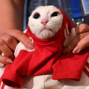 Russia's psychic cat picks home team for World Cup opener