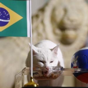 Feline fortune-teller backs Brazil to beat Costa Rica