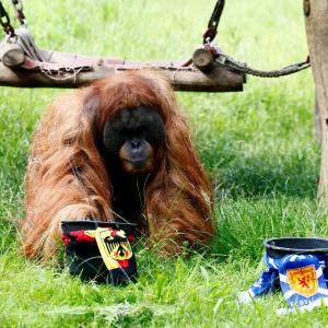 EURO: Oracle orangutan backs Germany to win opener