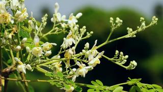How Moringa Sanitary Pads Can Help Women