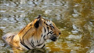 Elusive Majesty: The Glorious Tiger