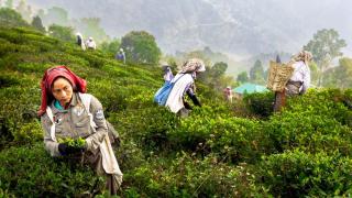 How India Let Sri Lanka Steal Its Tea Crown