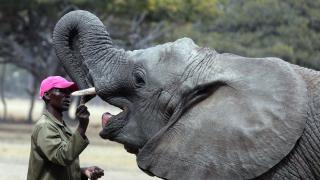 Caring for Kadiki