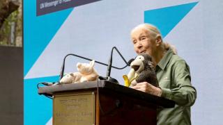 'Who Doesn't Know Dr Jane Goodall?'