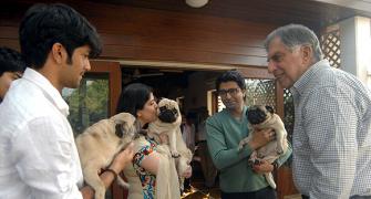 Ratan Tata now funds love for dogs