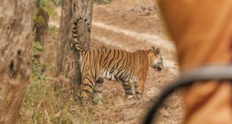 Proteas visit Tiger reserve in Madhya Pradesh